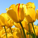 こうちゃんままさんのプロフィール画像