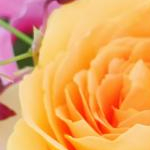 あーやさんのプロフィール画像