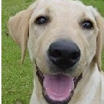 toroさんのプロフィール画像