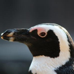 Miyato＠ダイエット…