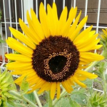 まあちくんさんのプロフィール画像