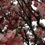 やまっぴちゃんさんのプロフィール画像