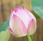 saponeさんのプロフィール画像