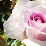 canamennさんのプロフィール画像