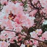 seriさんのプロフィール画像