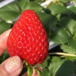 おはなさんのプロフィール画像