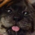 まめこまさんのプロフィール画像