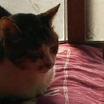 ナハナリンさんのプロフィール画像