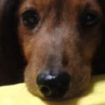 れおりさんのプロフィール画像