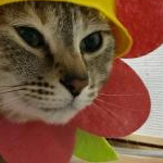 ゆみをさんのプロフィール画像