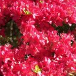 pucciさんのプロフィール画像