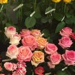 creedさんのプロフィール画像