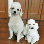 かいとんさんのプロフィール画像