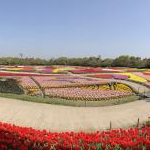 ruiwankoさんのプロフィール画像