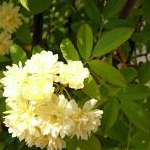 suzumeさんのプロフィール画像