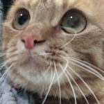 ナッシーさんのプロフィール画像