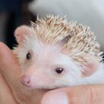 はなはなさんのプロフィール画像