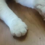 ぷにぷにさんのプロフィール画像