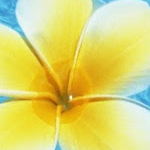 プルメリアさんのプロフィール画像