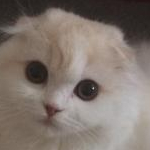 ティッシュさんのプロフィール画像