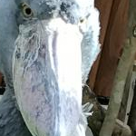 アクセルローズ？さんのプロフィール画像