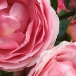 橘さんのプロフィール画像