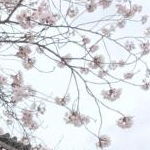 はちみつさんのプロフィール画像