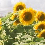 k2689さんのプロフィール画像