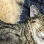 ayukyochiさんのプロフィール画像