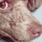 めろさんのプロフィール画像