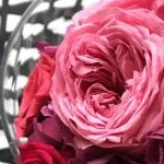 yuu_mmryさんのプロフィール画像