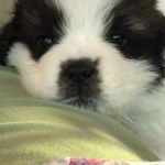 coconutloveさんのプロフィール画像