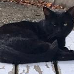 ちびのすけまるさんのプロフィール画像