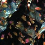 りんごさんのプロフィール画像