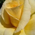 りちゃこさんのプロフィール画像