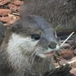 とらまるりさんのプロフィール画像