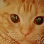 スコティッシュさんのプロフィール画像