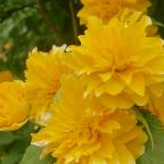 ふうこさんのプロフィール画像