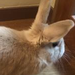 せんさんのプロフィール画像