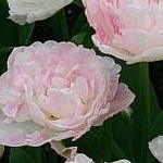 aaaさんのプロフィール画像