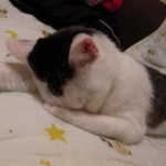 柳島あかねさんのプロフィール画像