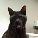 どぶさんのプロフィール画像