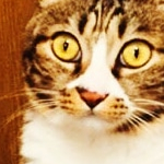 お菊さんのプロフィール画像