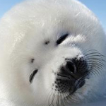 さわさんのプロフィール画像