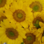 bijouさんのプロフィール画像