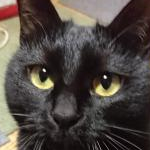 ポポちゃんさんのプロフィール画像