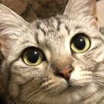 NONさんのプロフィール画像