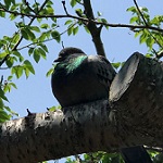 ちょめむしさんのプロフィール画像