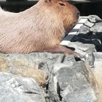 HYGIさんのプロフィール画像