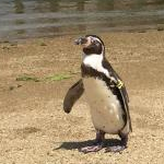 シロロさんのプロフィール画像